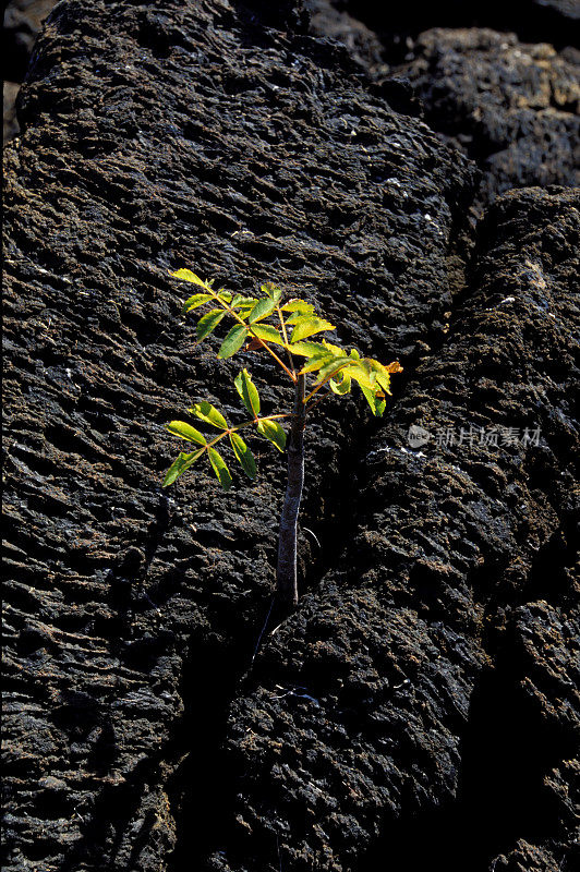 Bursera graveolens，在西班牙语中被称为palo santo(“圣棒”)，是一种野生树木，原产于Yucatán半岛到秘鲁和委内瑞拉。Punta Mureno，伊莎贝拉岛。加拉帕戈斯群岛，厄瓜多尔。加拉帕戈斯群岛国家公园